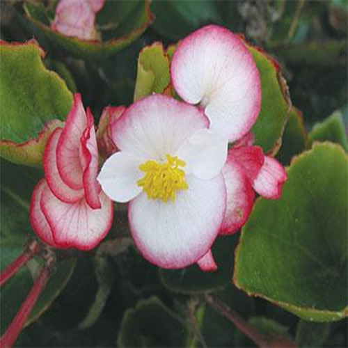 BEGONIA AMBASSADOR (VERDE)