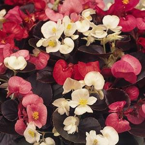 BEGONIA HARMONY  (BRONZE)