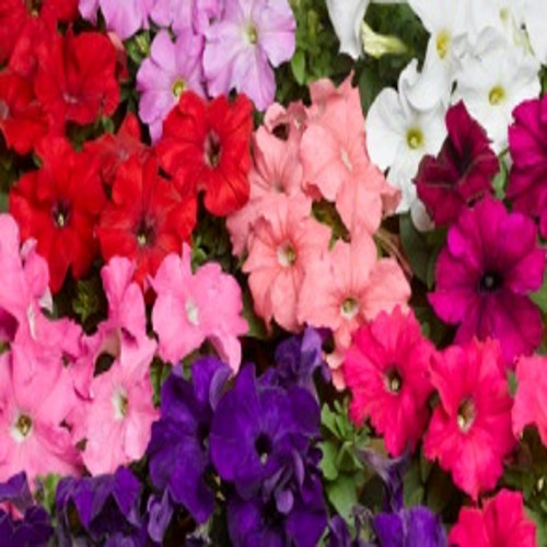 Petunia Tritunia Tamada Plug Plant